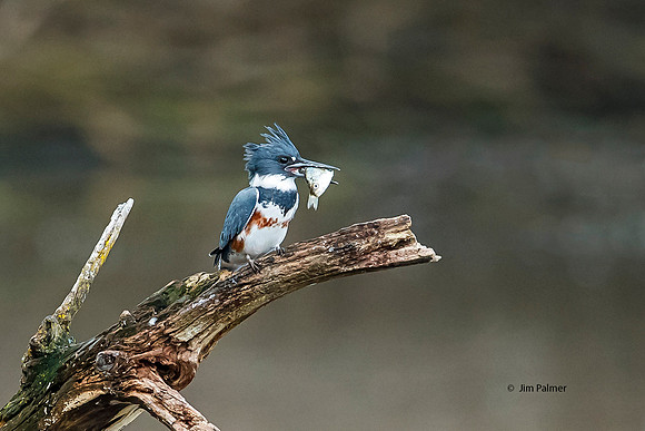 Belted Kingfisher   Female with Fish