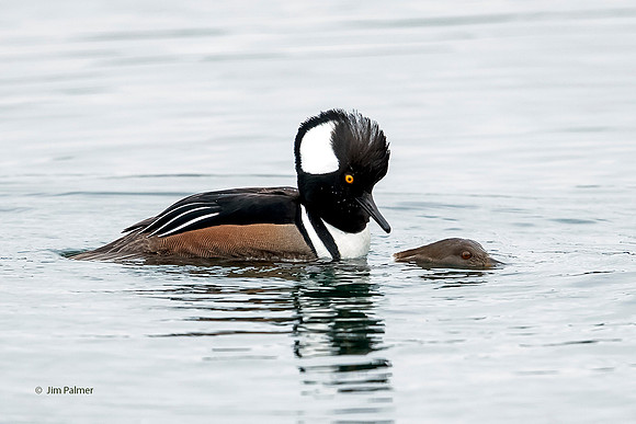 Hooded Merganser Drake and Female Mating
