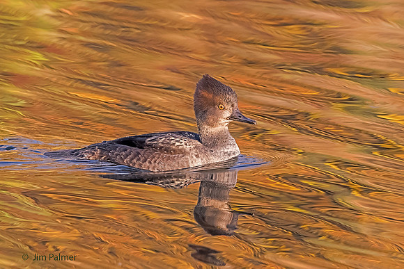 Hooded Merganser Female