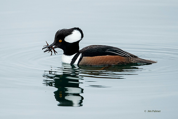 Hooded Merganser Drake