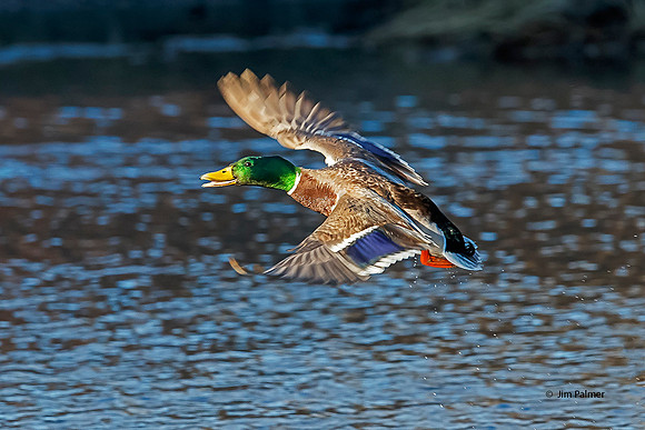Mallard Drake