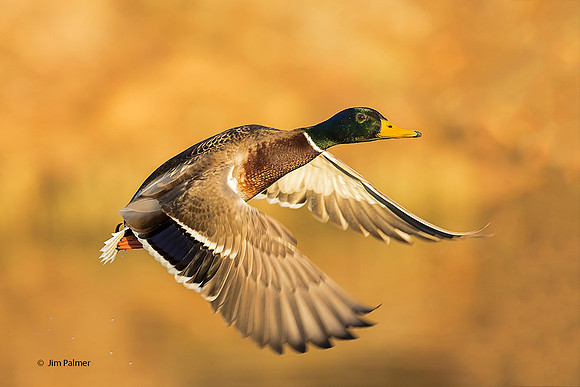 Mallard Drake