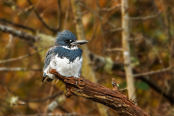 Belted Kingfisher Male