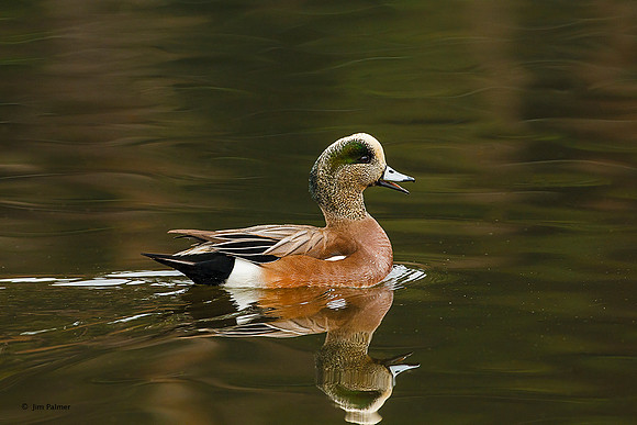 American Wigeon  Drake