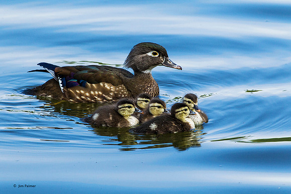 Wood Duck Female w/chicks