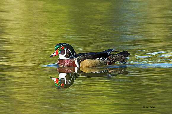 Wood Duck Drake