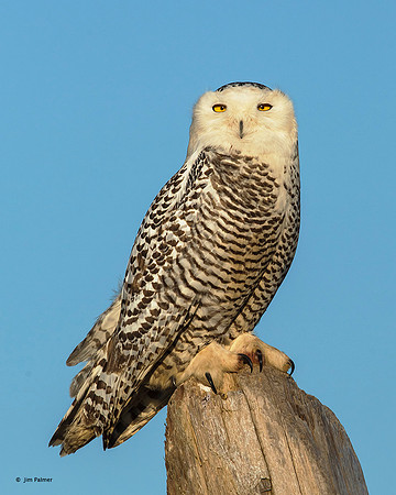 Snowy Owl