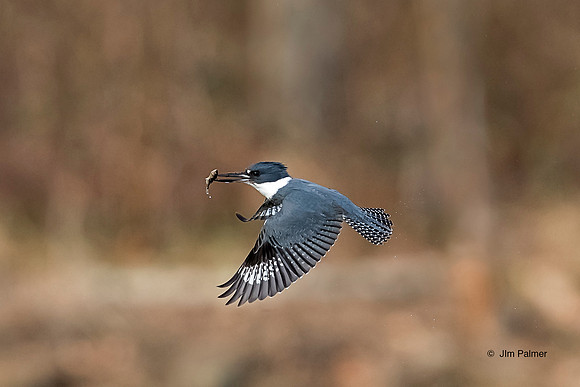 Belted Kingfisher Female