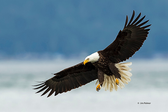 Bald Eagle