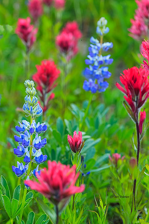 Lupine and Indian Paintbrush #1