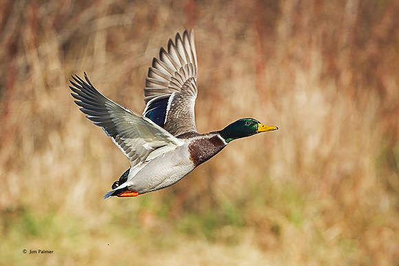 Mallard Drake
