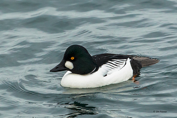 Common Goldeneye Male