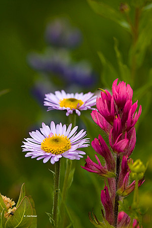 Aster and Indian Paint Brush