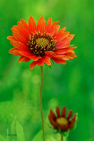 Indian Blanket Daisy #3