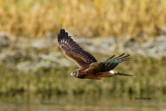 Northern Harrier Female