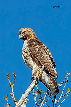 Red Tail Hawk        Female