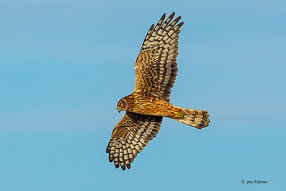 Northern Harrier       Female