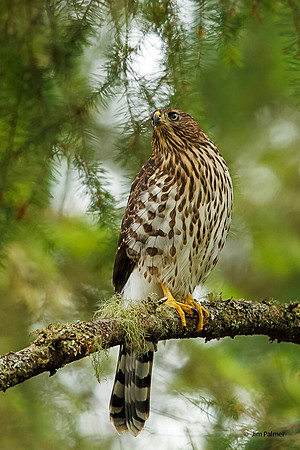 Northern Goshawk-Juvenile