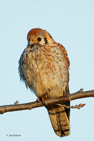 American Kestrel    Male Juvenile