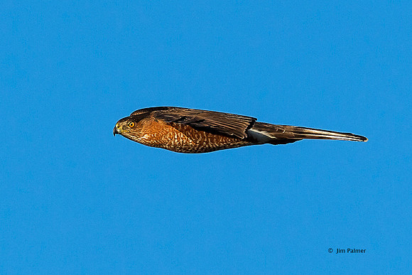 Northern Harrier      Female