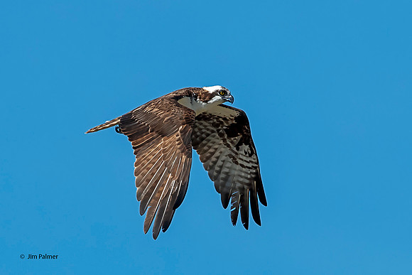 Osprey