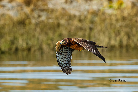 Northern Harrier Female