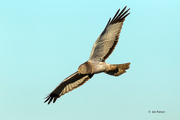Northern Harrier      Male