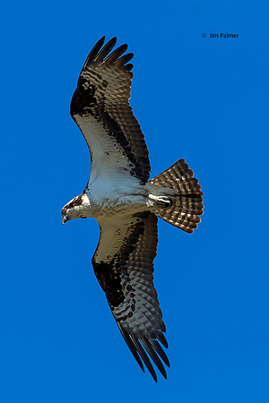 Osprey