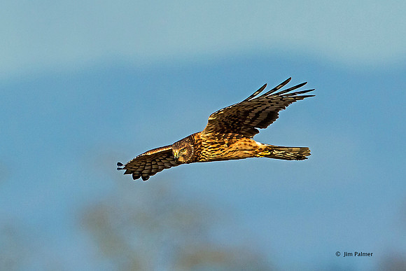 Northern Harrier      Female