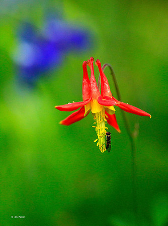 Sitka Columbine #2