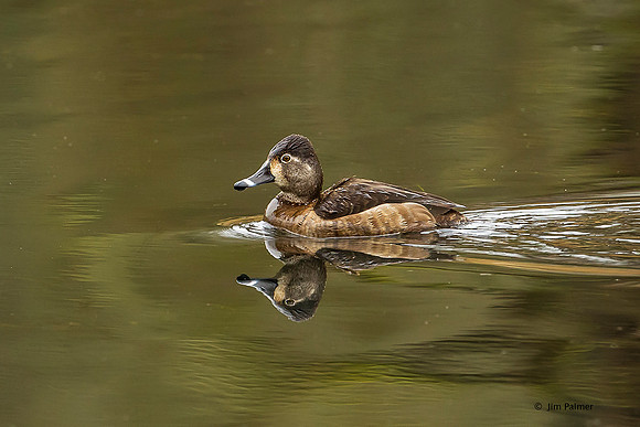 Ringneck Duck     Female
