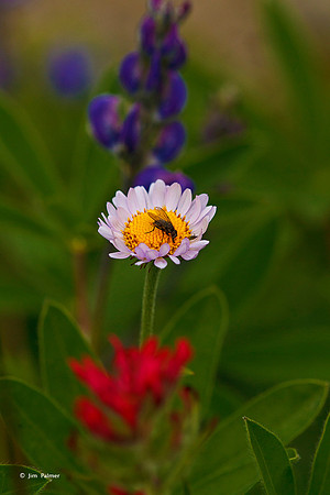 Aster #3