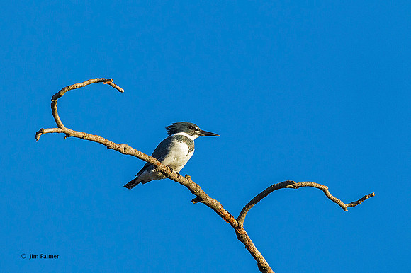 Belted Kingfisher Male