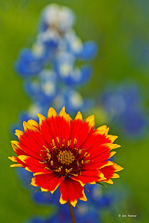 Indian Blanket Daisy #2