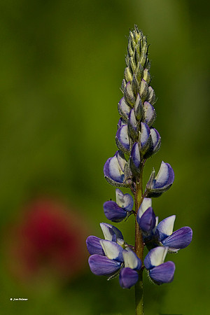 Lupin#1