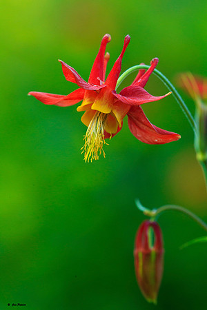 Sitka Columbine #3