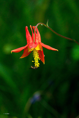 Sitka Columbine #1