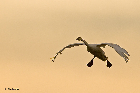 Trumpeter Swan