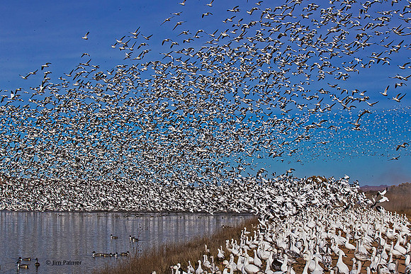 Snow Geese Blastoff