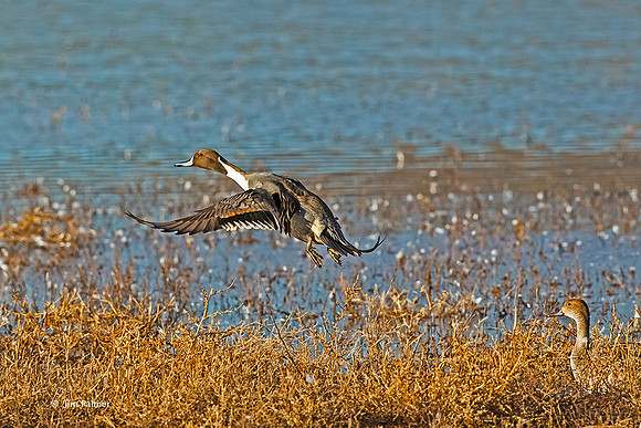Northern Pintail  Drake