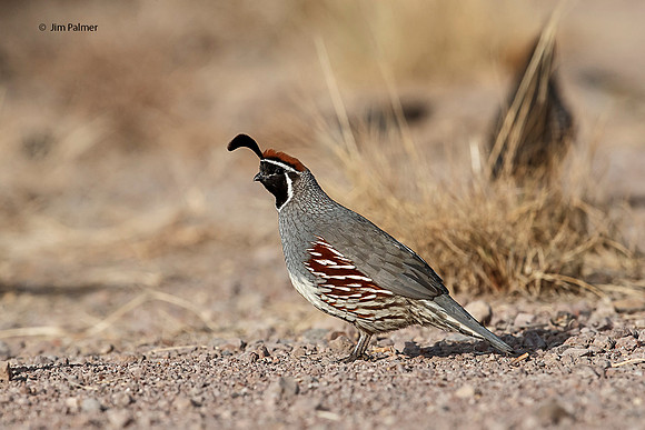 Gambel's Quail Male