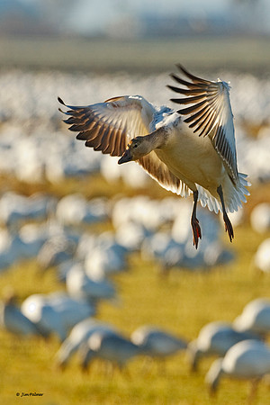Snow Geese