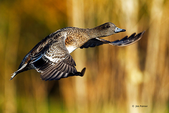 American Widgeon Female