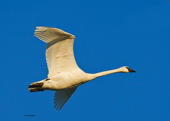 Trumperter Swan