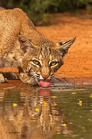 Bobcat #4