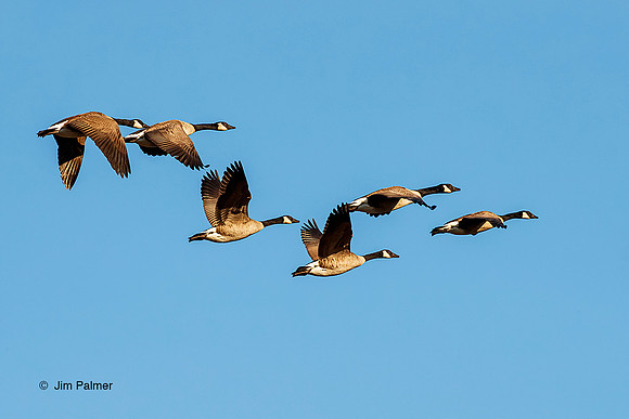 Canada Geese