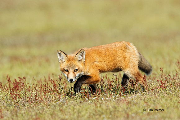 Red Fox Kit Hunting #2