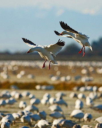 Snow Geese