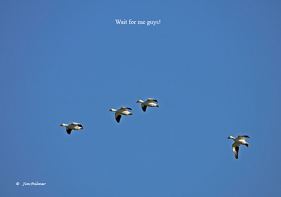 Snow Geese
