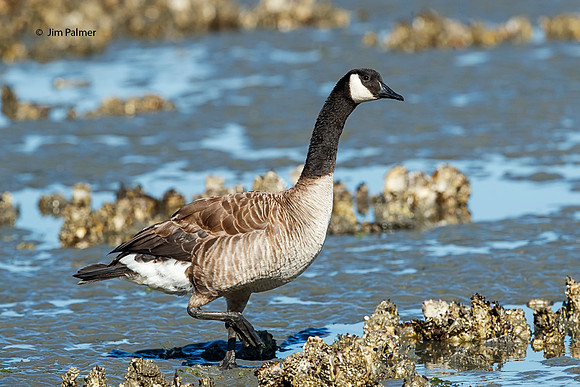 Canada Goose